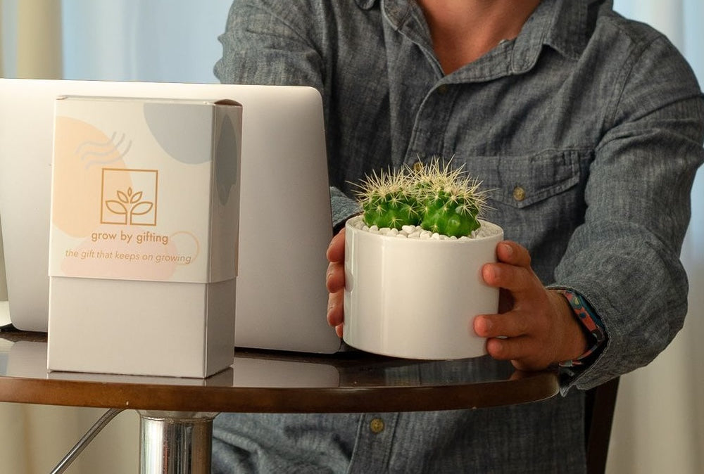 Get Well Soon Succulent Gift Garden