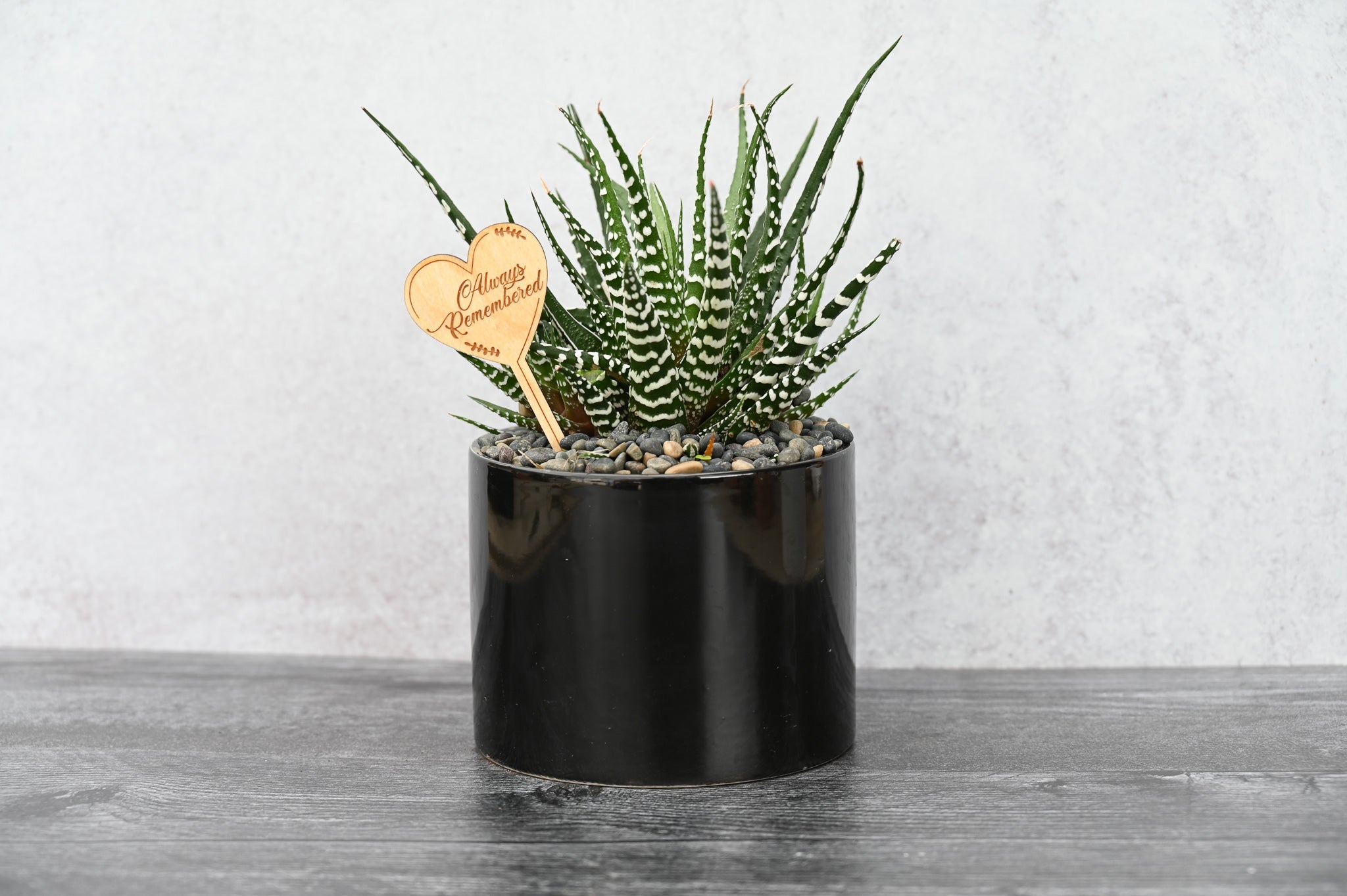 Sympathy & Grief Succulent Gift