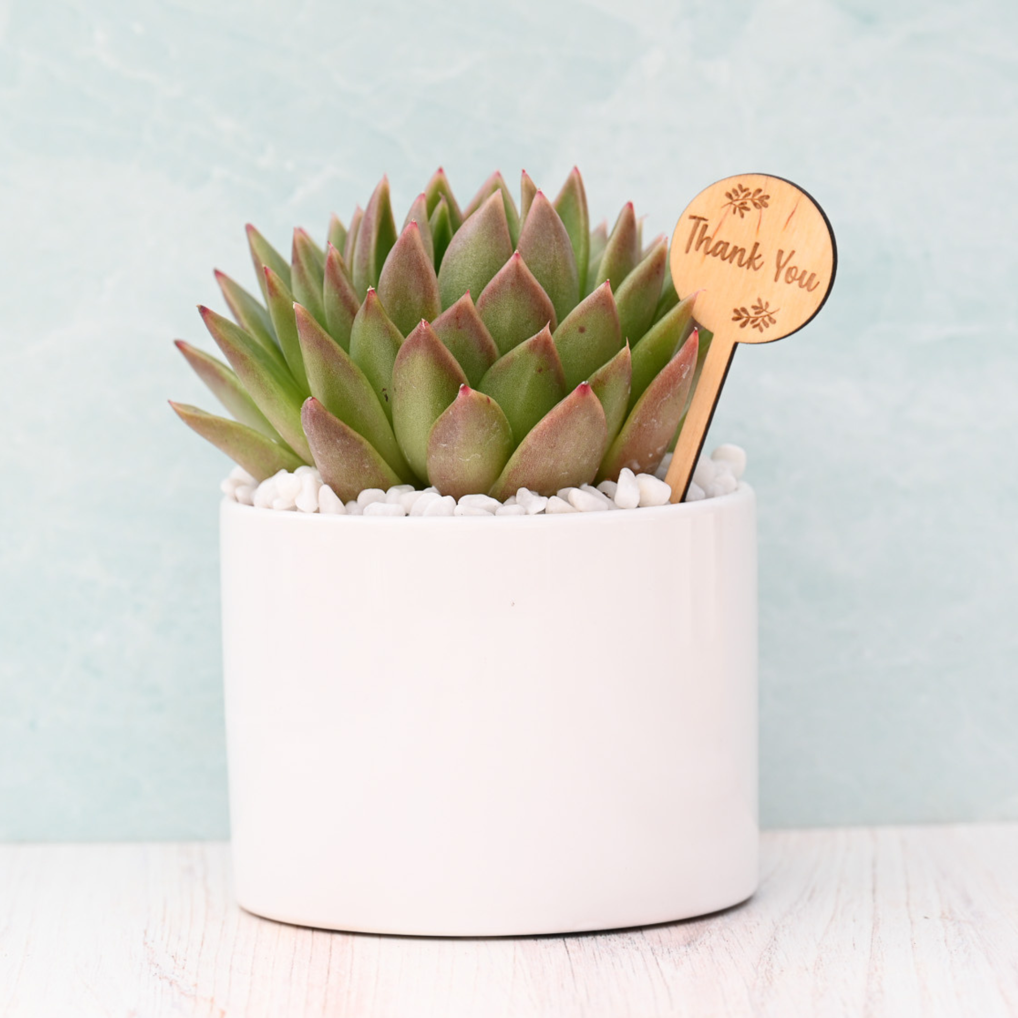 Thank You Succulent Gift – Grow by Gifting