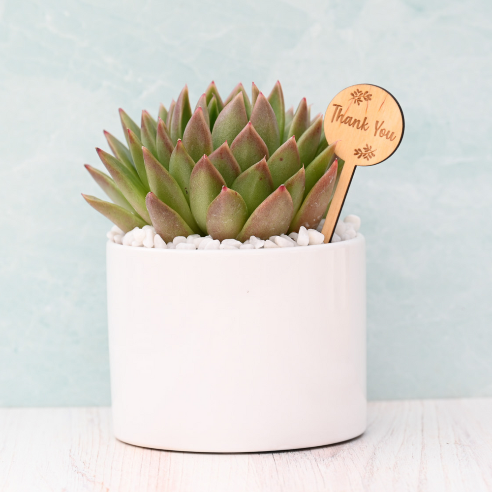 Thank You Succulent Gift