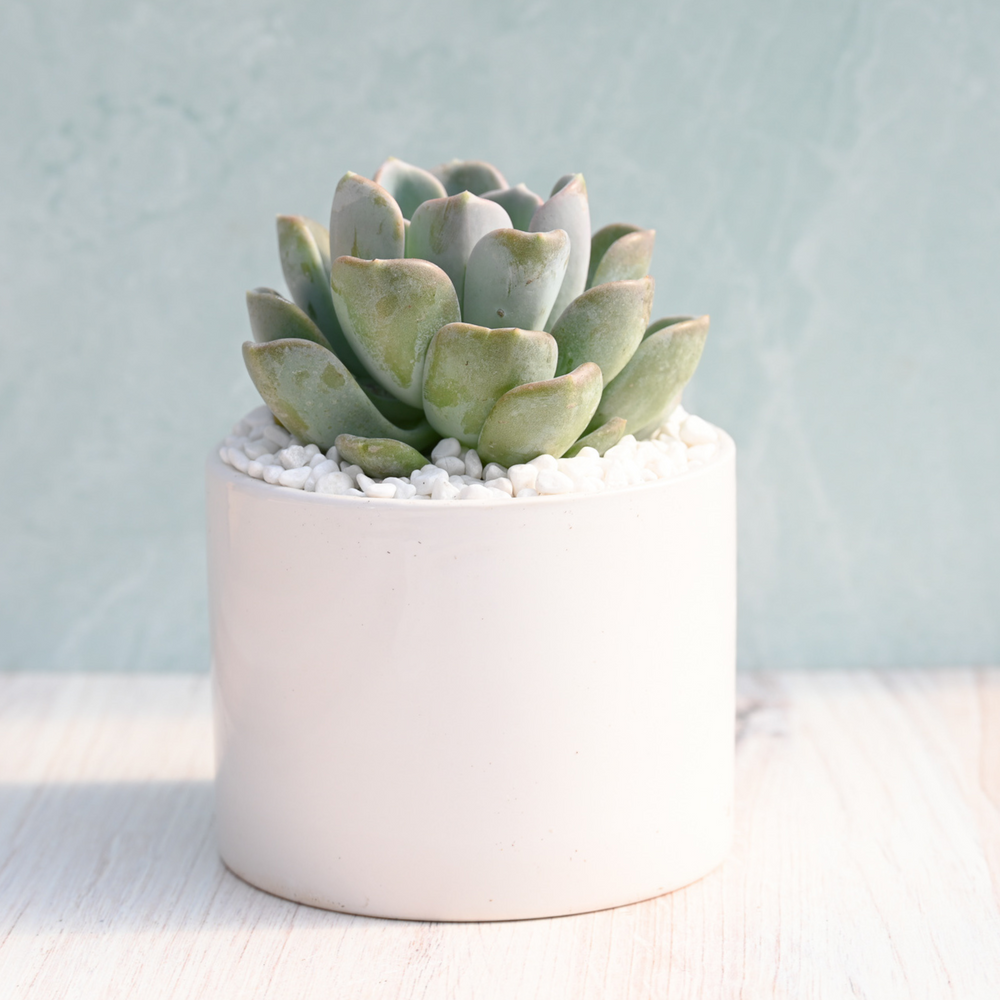 Echeveria Orpet
