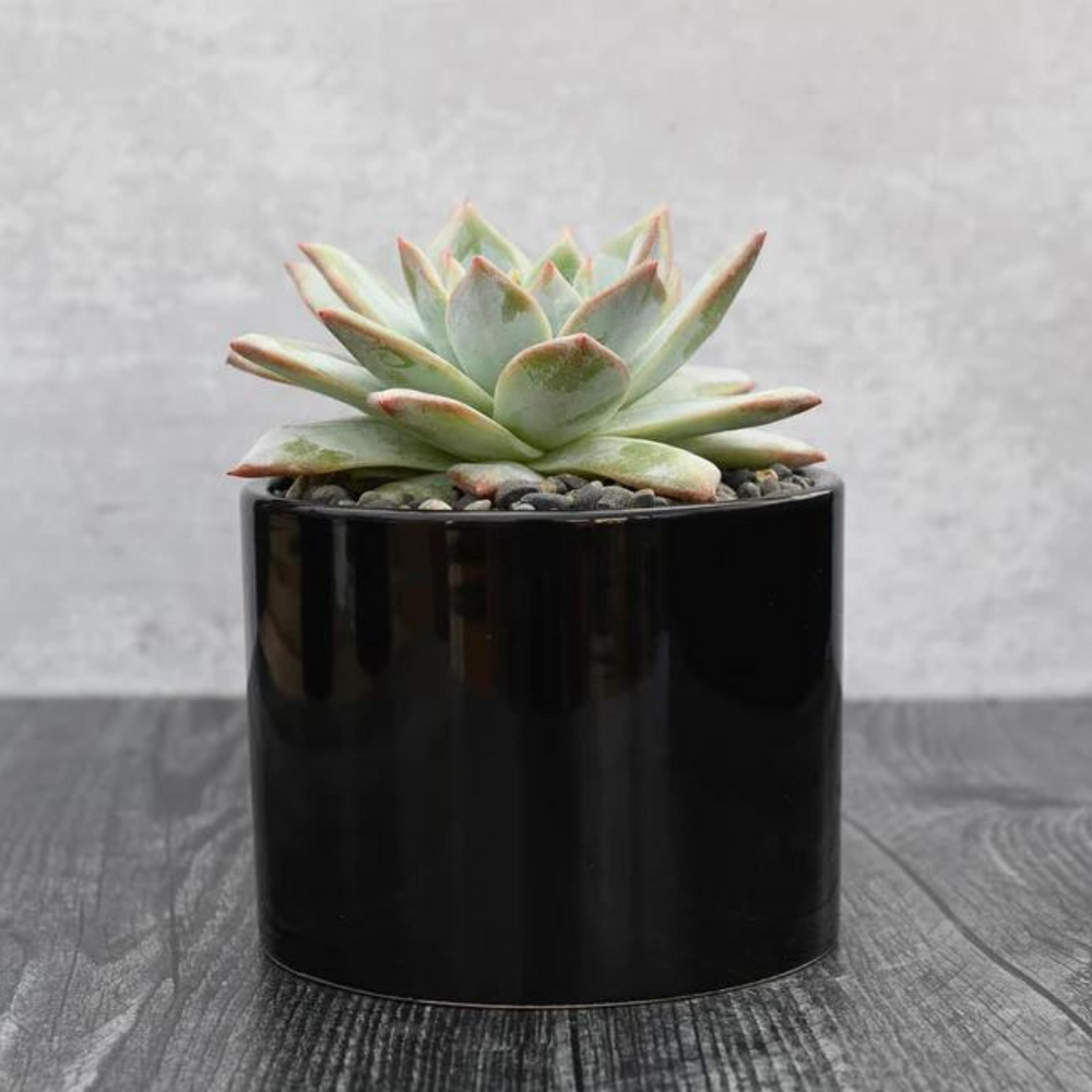 Echeveria Orpet Succulent Gift
