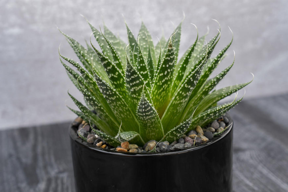 Aloe Aristata