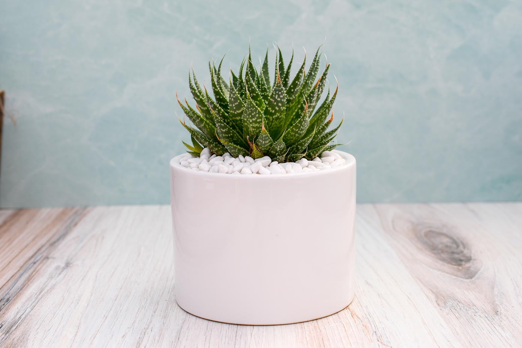Aloe Aristata – Grow by Gifting