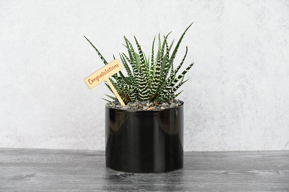 Congratulations Succulent Gift