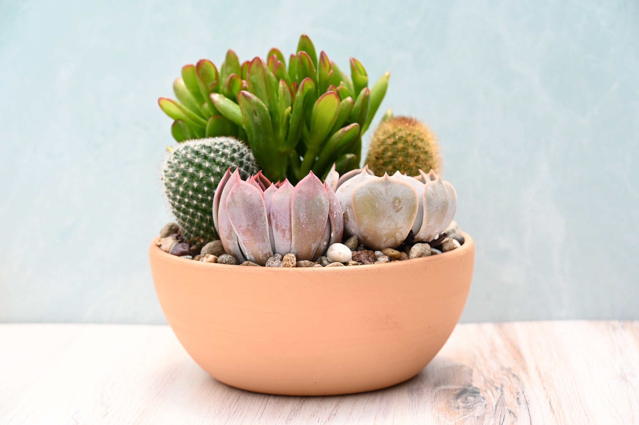 do succulents like terracotta pots Terracotta Succulent Garden – Grow by Gifting