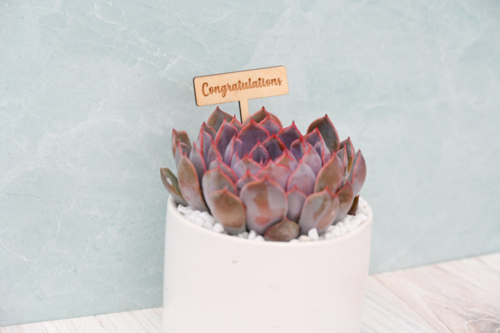 Themed Assorted Single Succulent