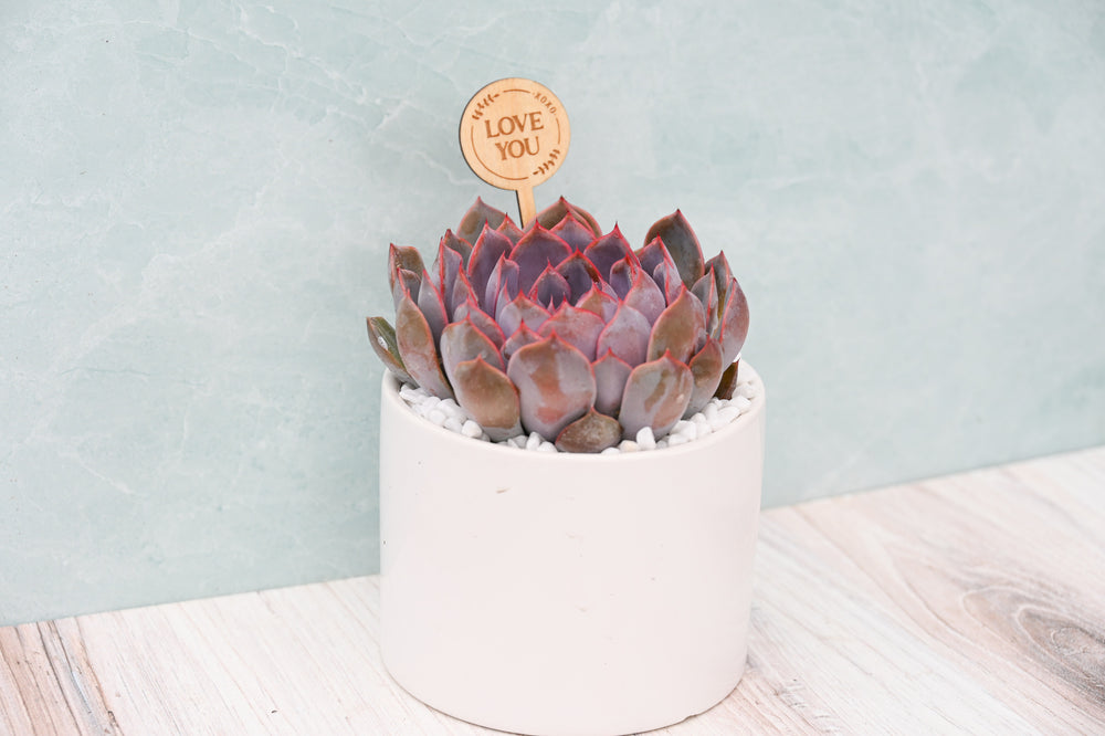 Themed Assorted Single Succulent