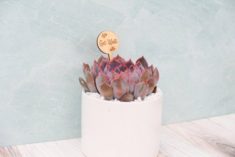 Themed Assorted Single Succulent