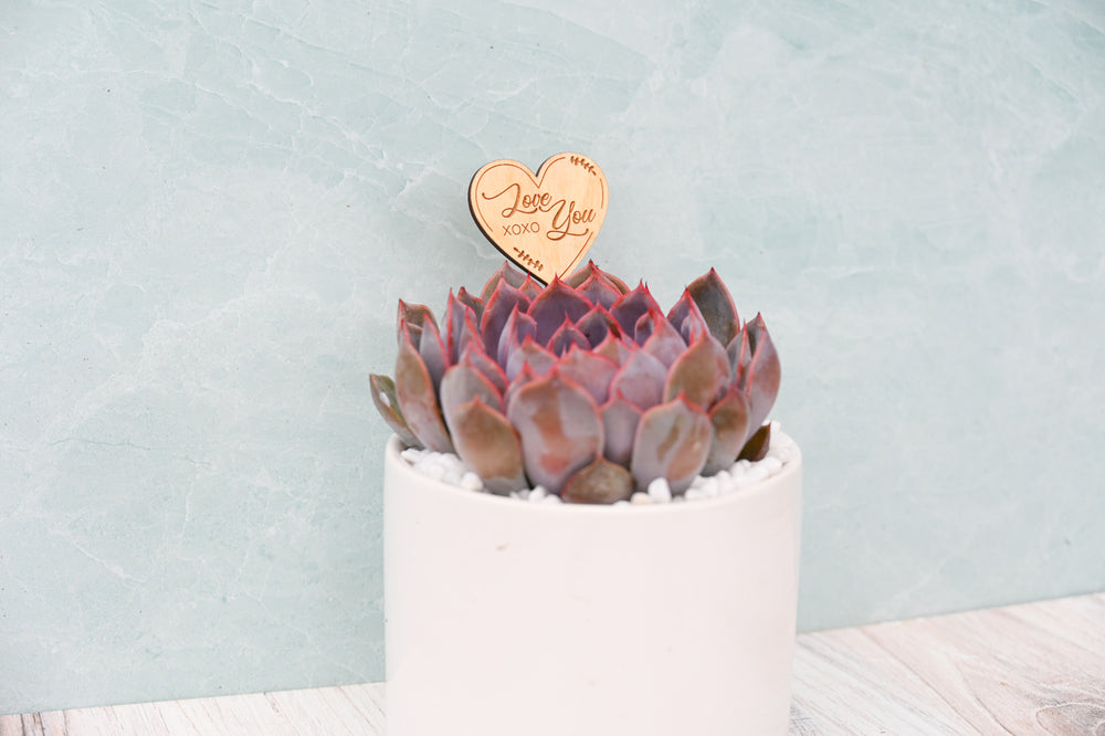 Themed Assorted Single Succulent