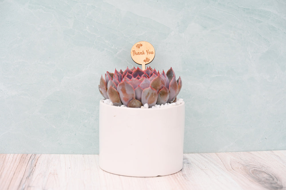 Themed Assorted Single Succulent