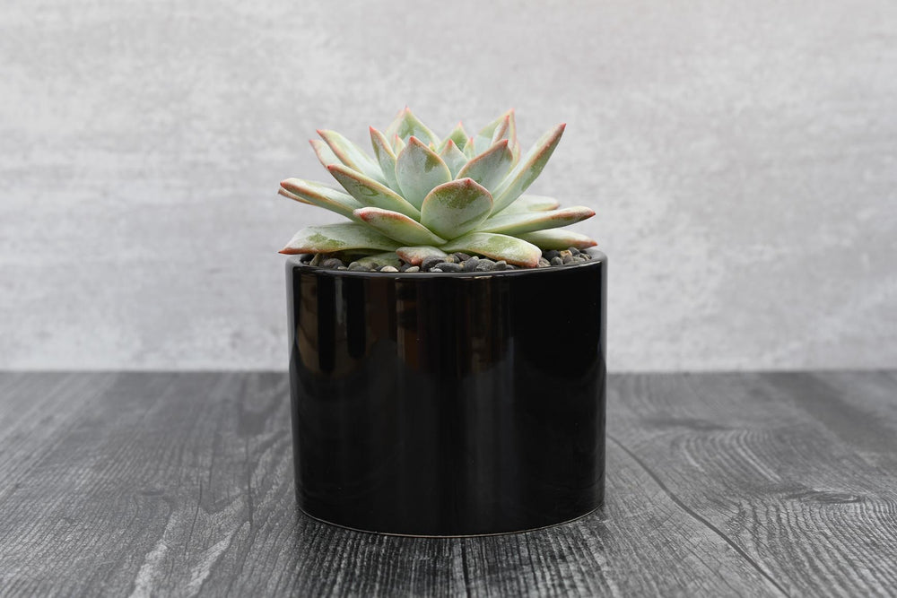 Echeveria Blue Bird