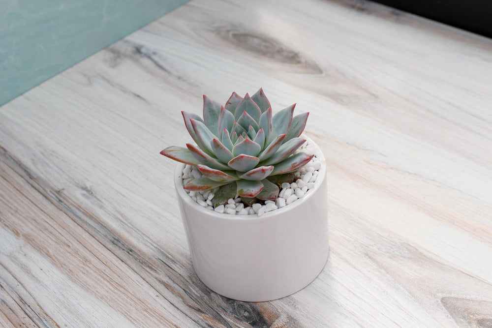 Echeveria Blue Bird