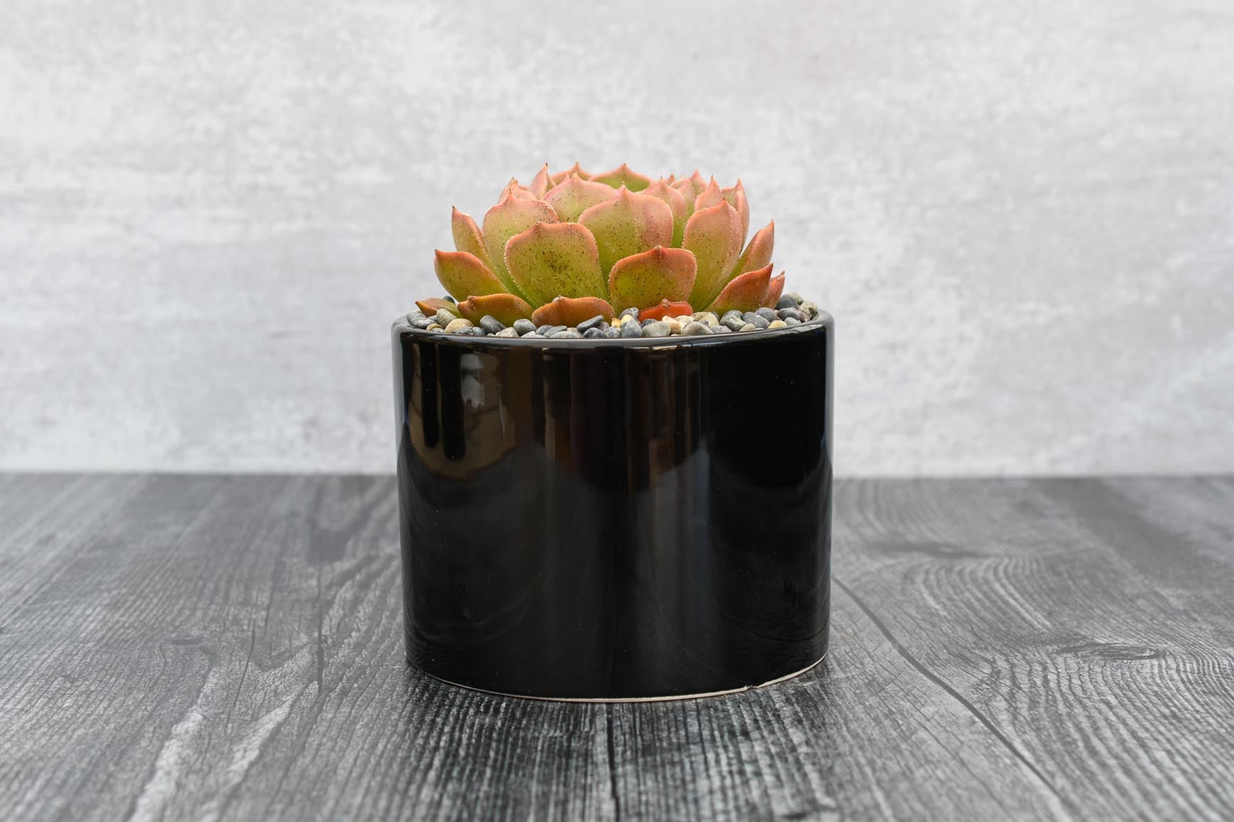 brown rose succulent Echeveria Brown Rose – Grow by Gifting