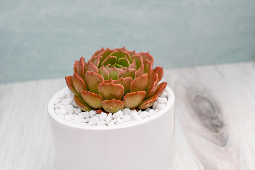 Echeveria Brown Rose