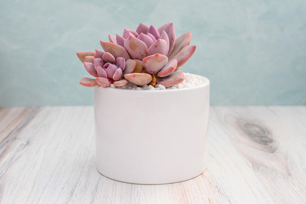 Assorted Echeveria Succulent