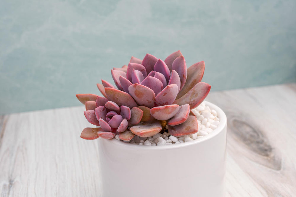 Assorted Echeveria Succulent