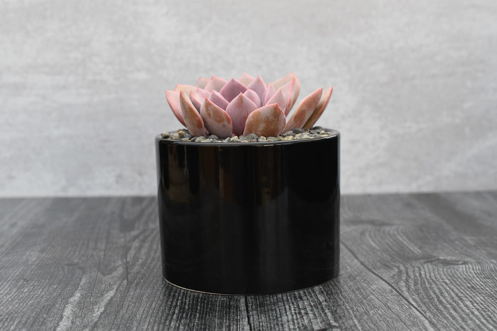 Assorted Echeveria Succulent