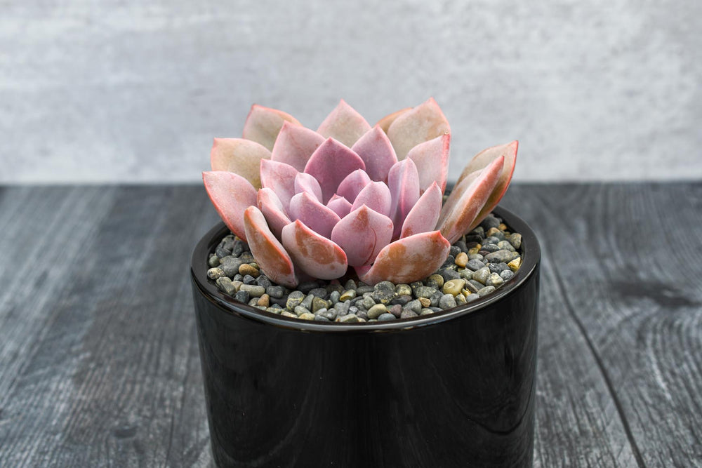 Assorted Echeveria Succulent