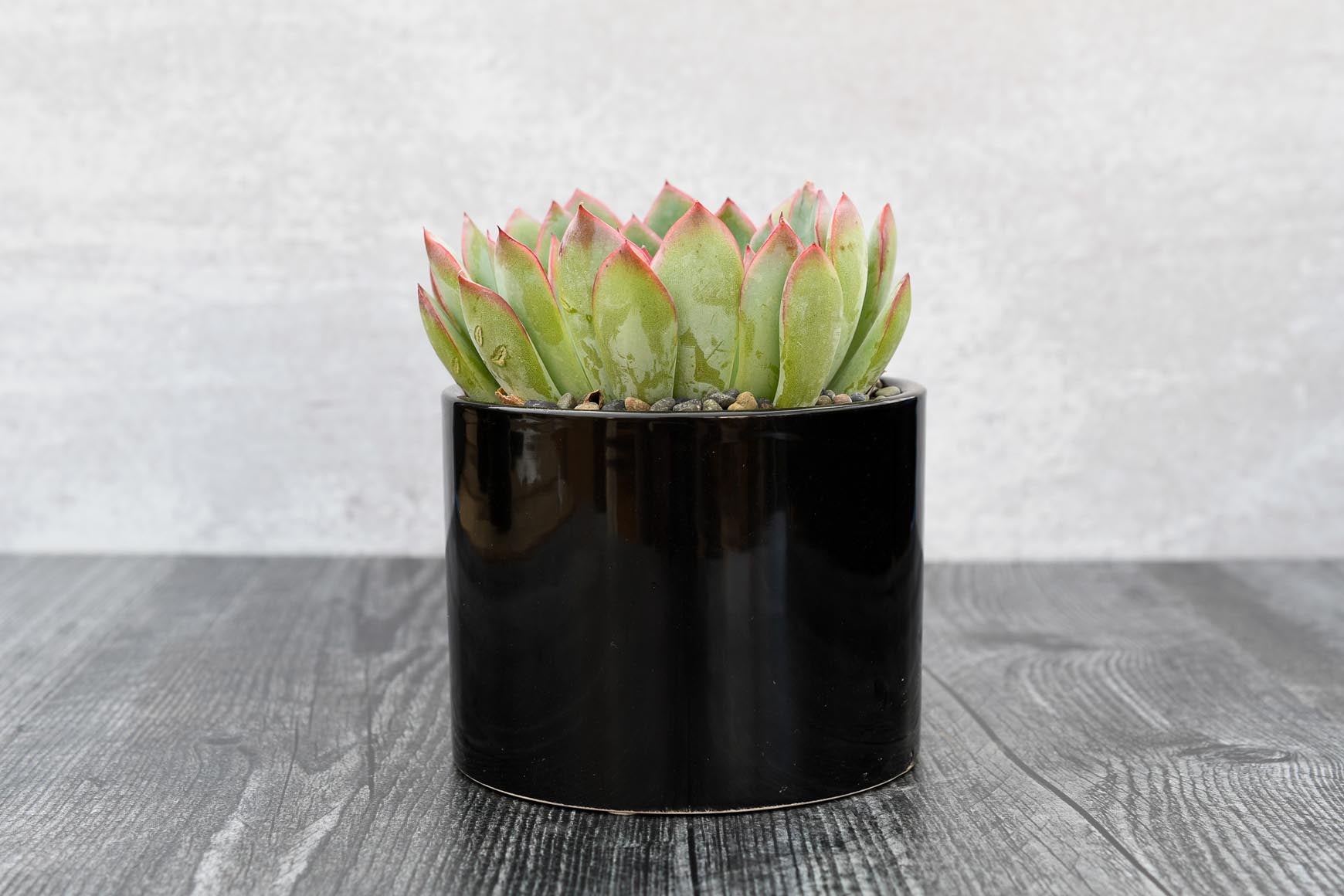 hercules succulent Echeveria Hercules – Grow by Gifting
