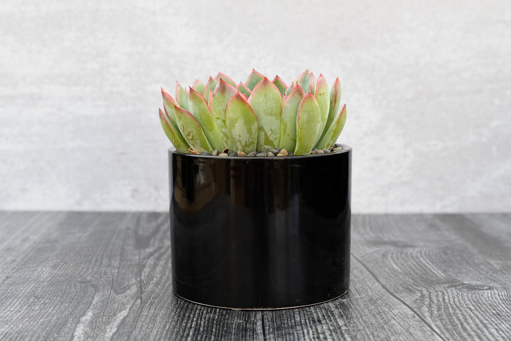Echeveria Hercules