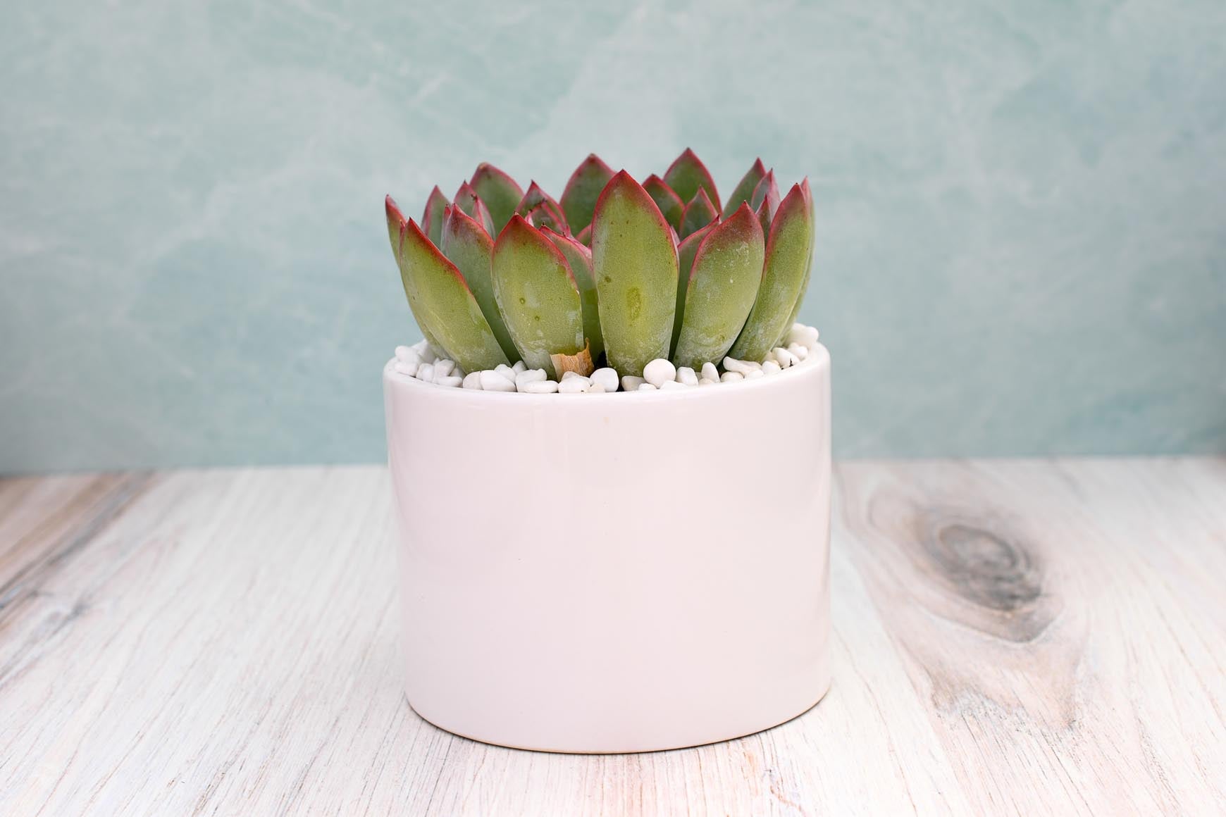 hercules succulent Echeveria Hercules