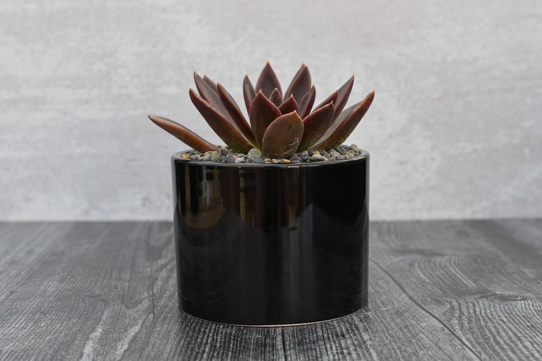 succulent in black pot Echeveria Preta – Grow by Gifting