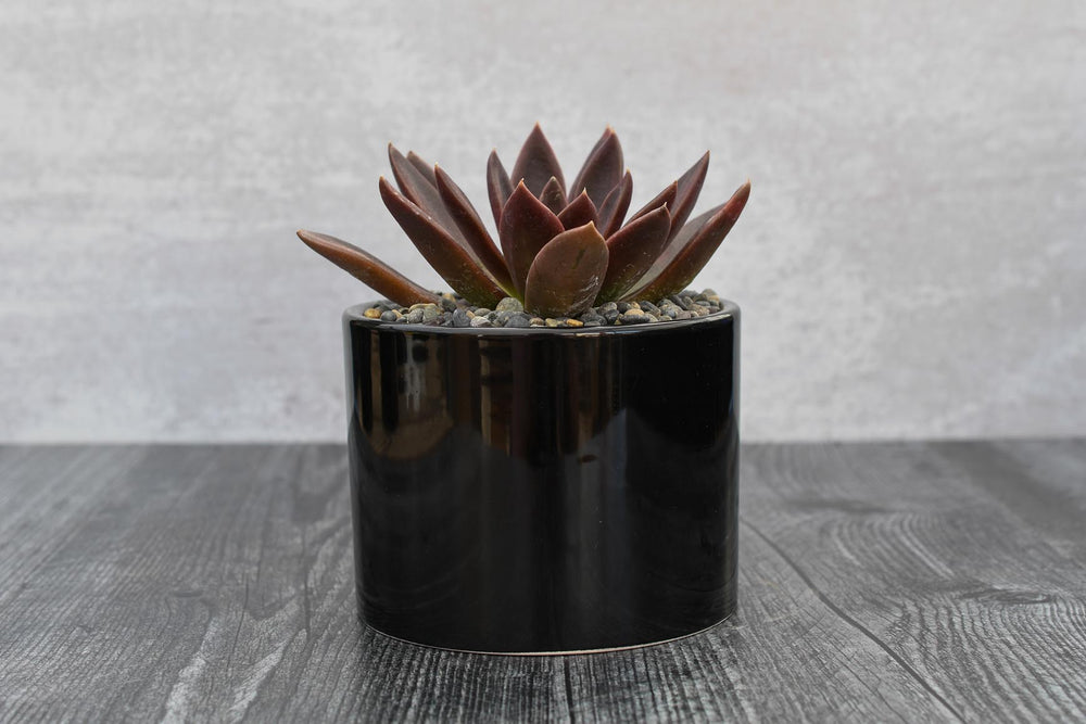 Echeveria Preta