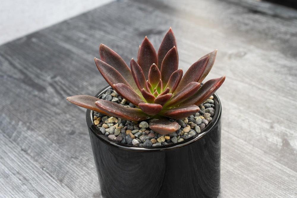 Echeveria Preta