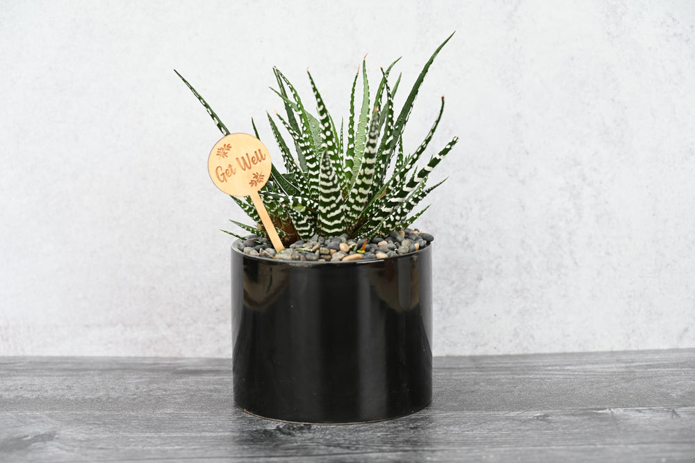 Themed Assorted Single Succulent