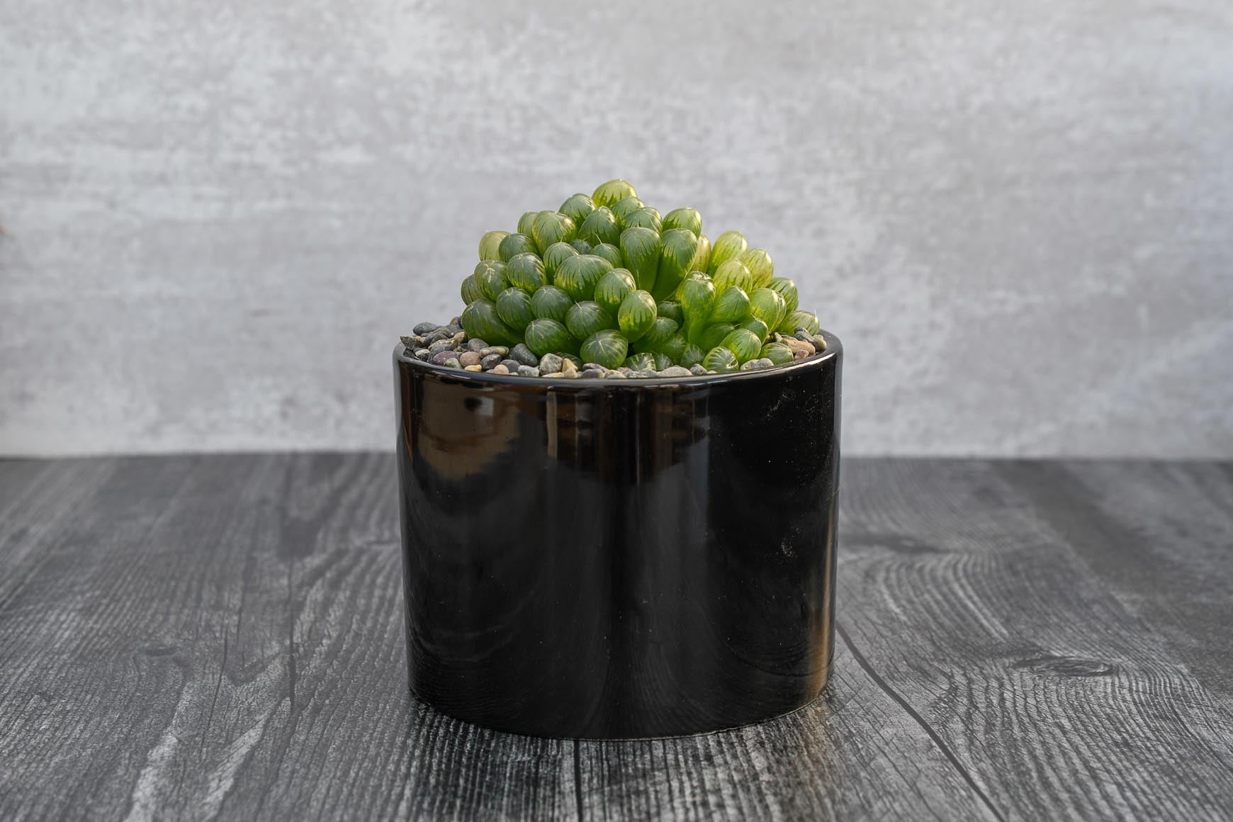 Haworthia Cooperi – Grow by Gifting