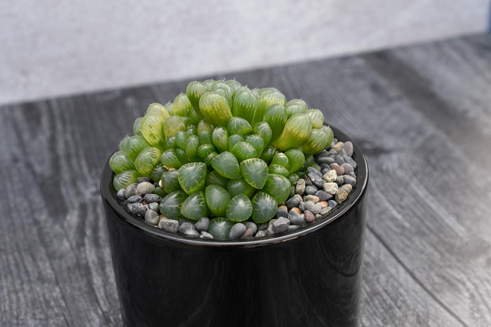 Haworthia Cooperi