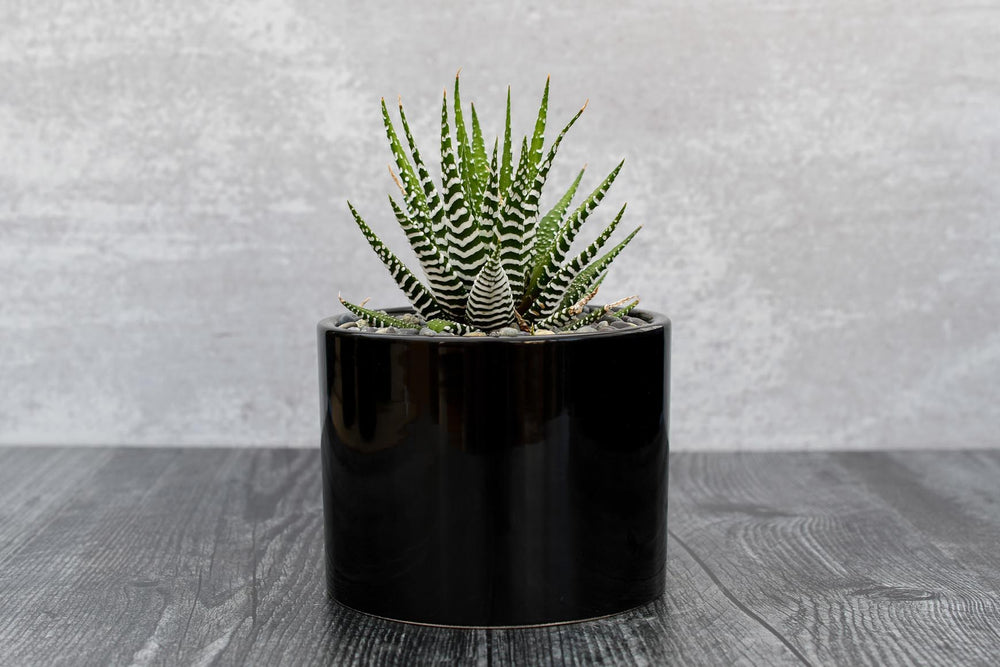 Haworthia Super White
