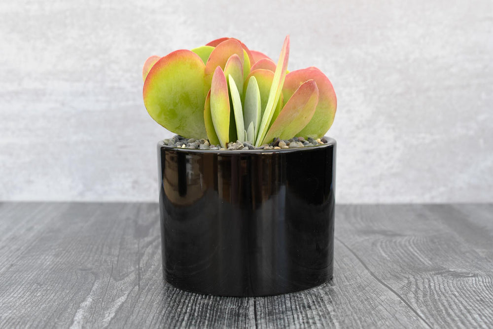 Kalanchoe Thysiflora