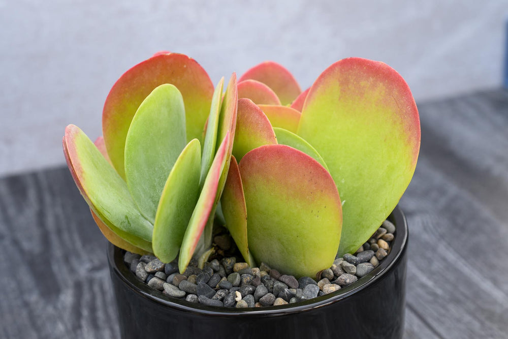 Kalanchoe Thysiflora