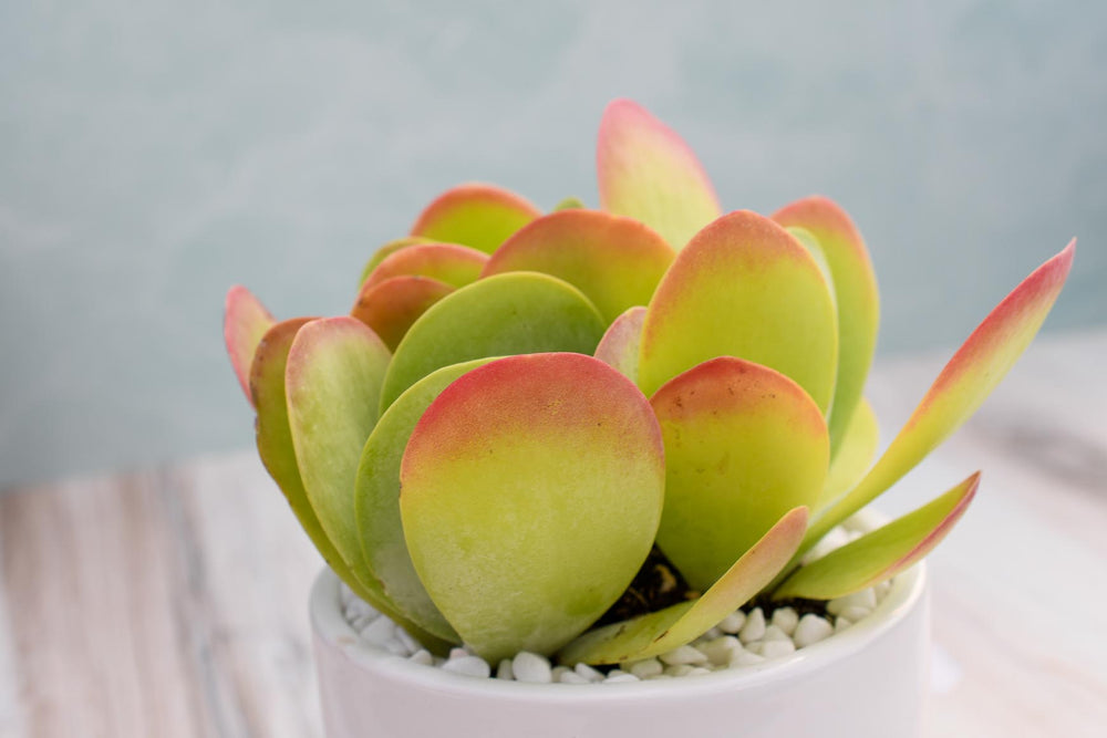 Kalanchoe Thysiflora