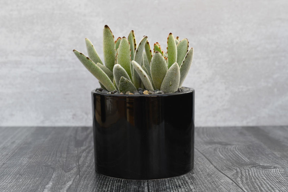 Kalanchoe Tomentosa