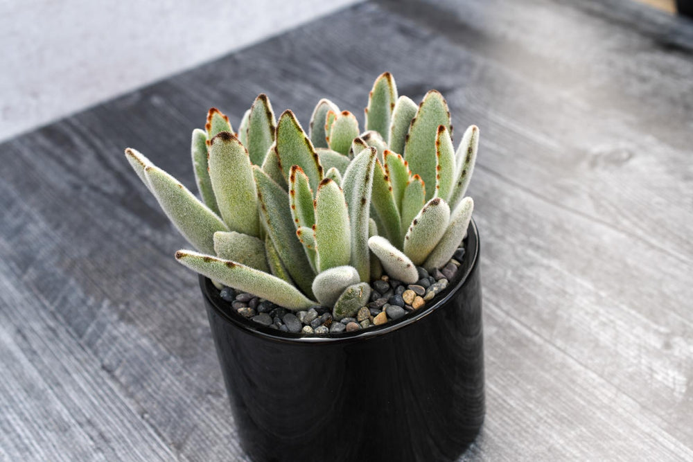 Kalanchoe Tomentosa