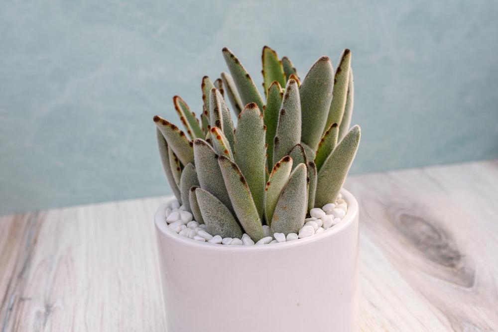 Kalanchoe Tomentosa