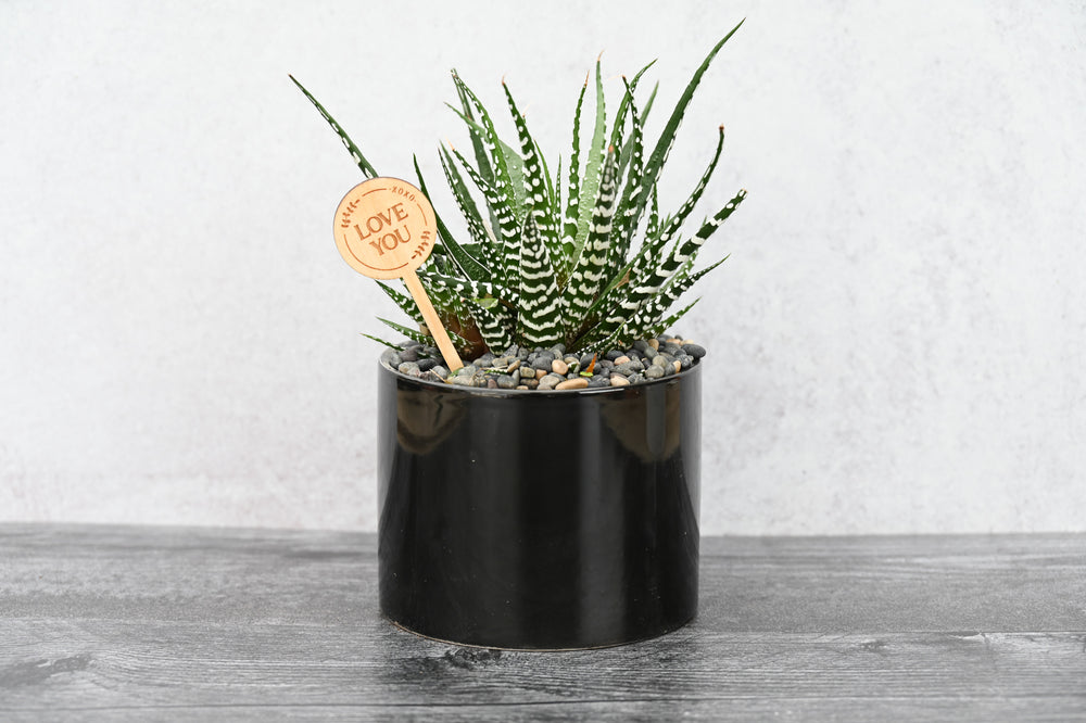 Themed Assorted Single Succulent