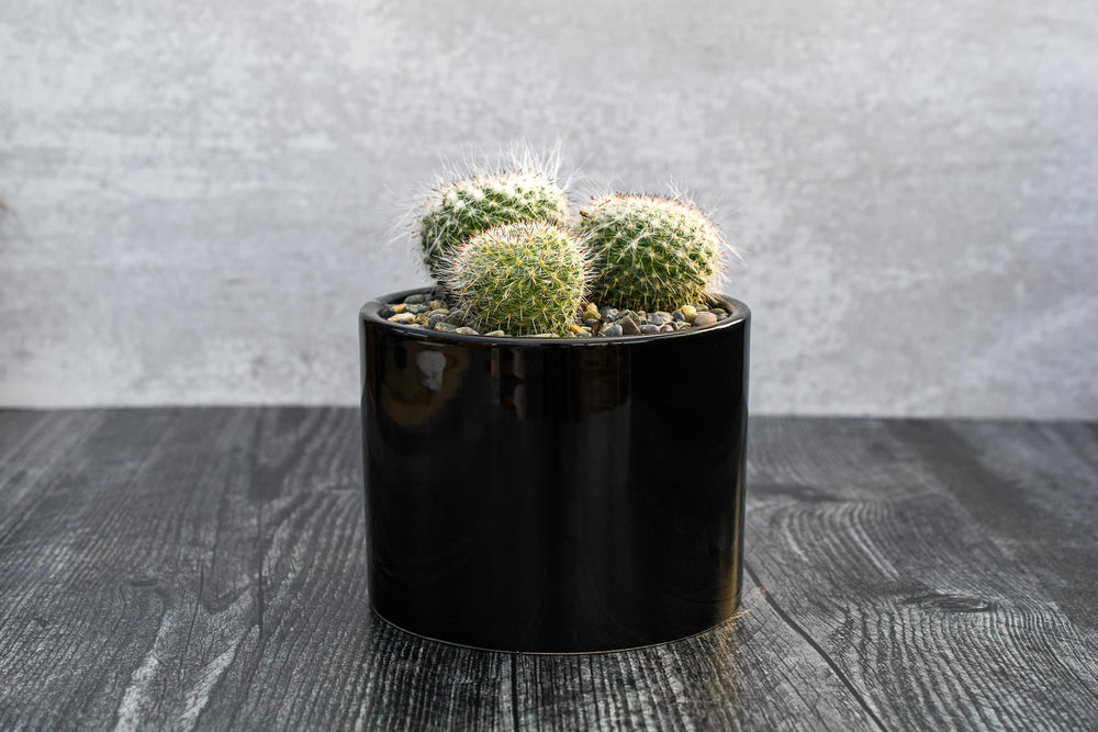 Mammilaria Cactus