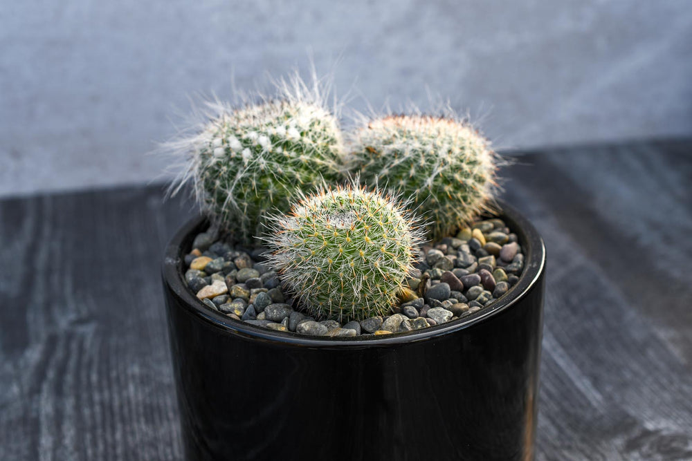 Mammilaria Cactus