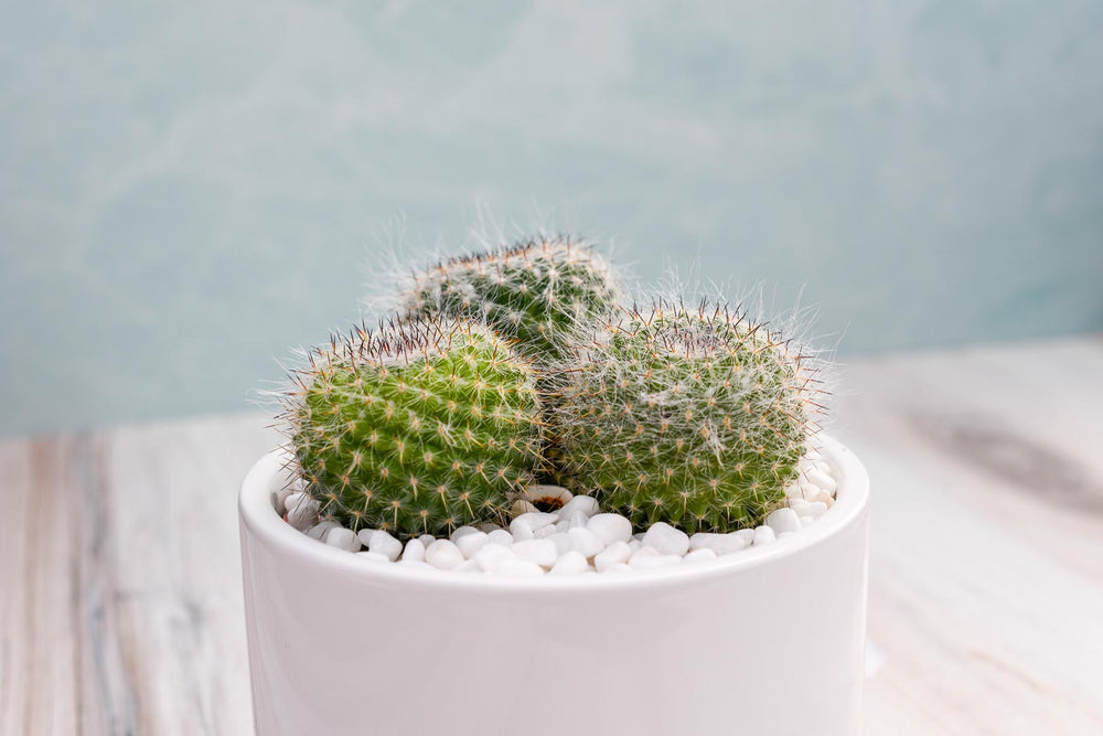 Mammilaria Cactus