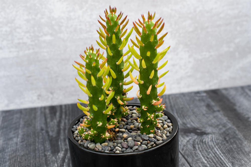 Opuntia Subulata