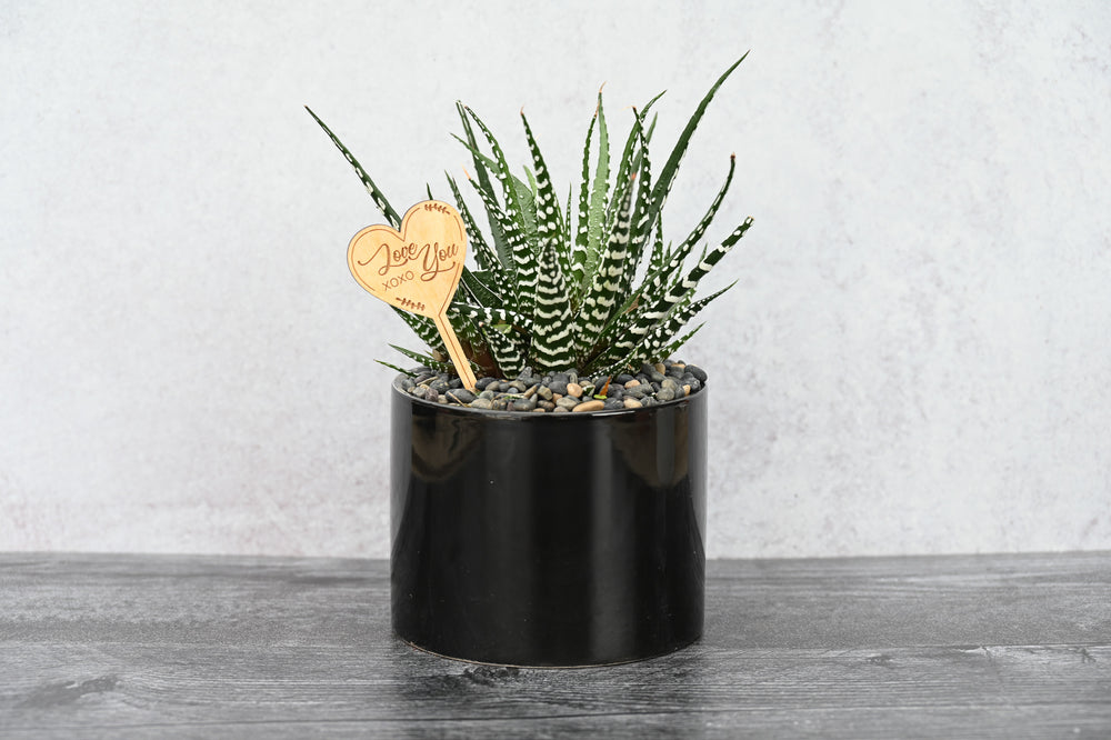 Love & Romance Succulent Gift