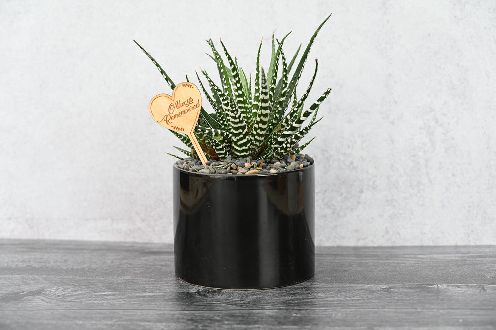 Themed Assorted Single Succulent