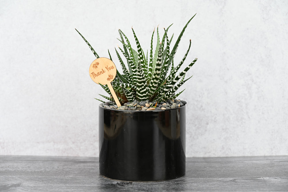 Themed Assorted Single Succulent