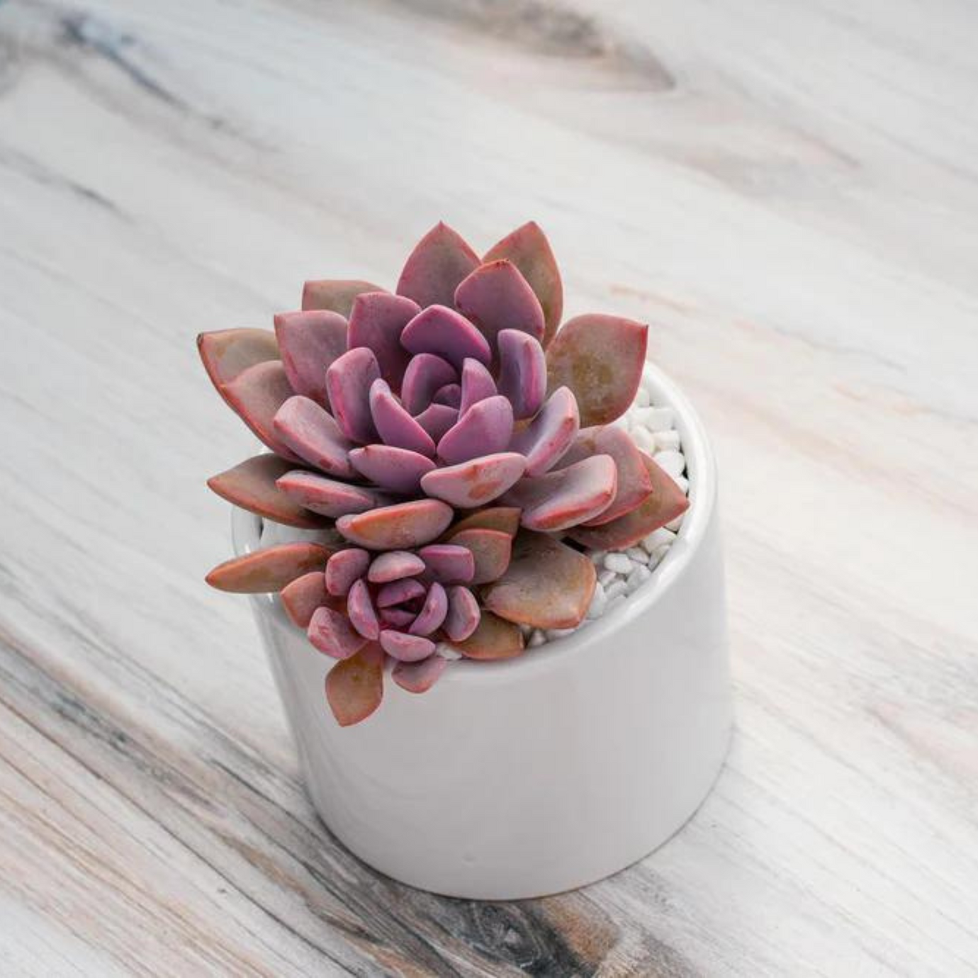 Grow by Gifting | Succulent Gifts