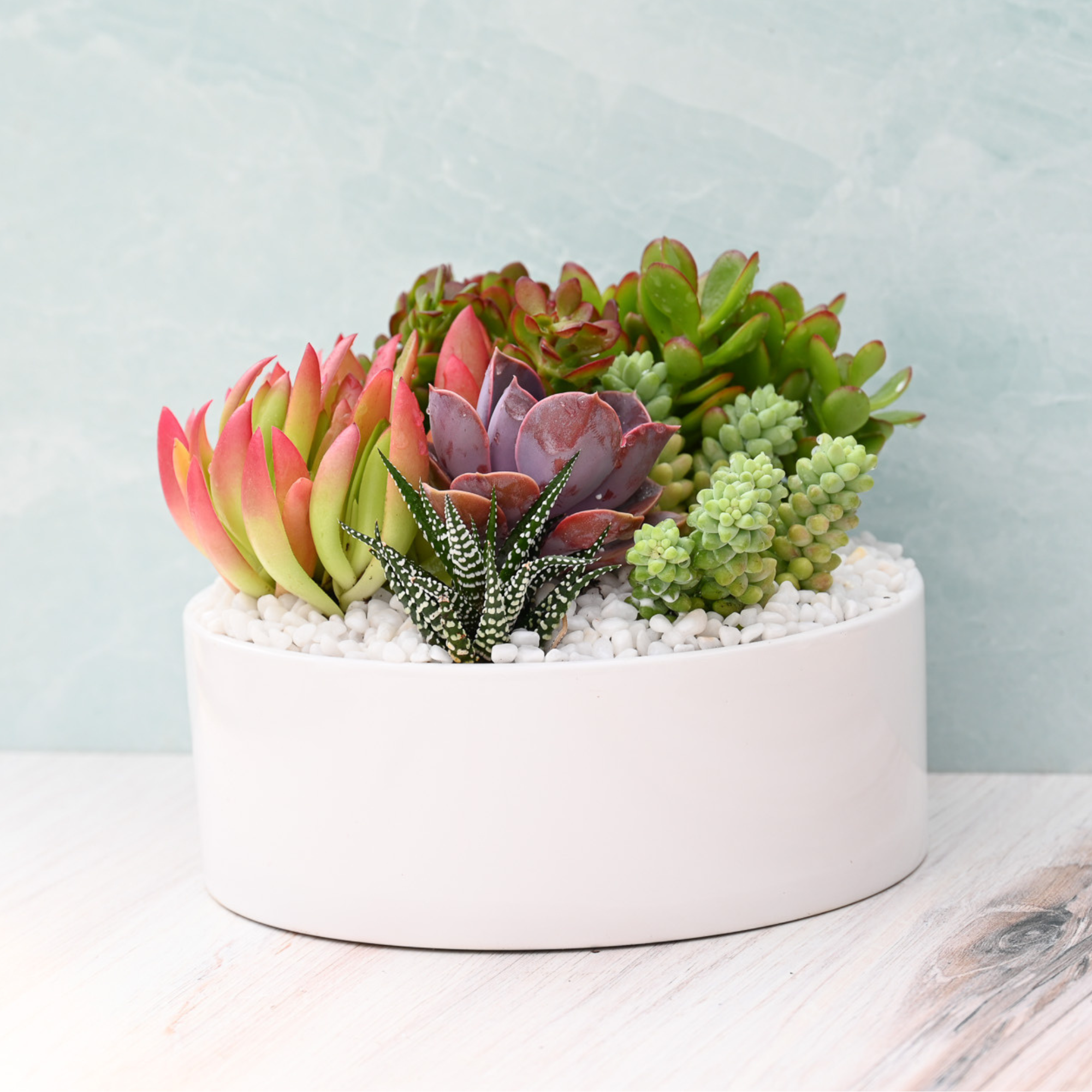 long white succulent planter Mariposa Succulent Garden – Grow by Gifting