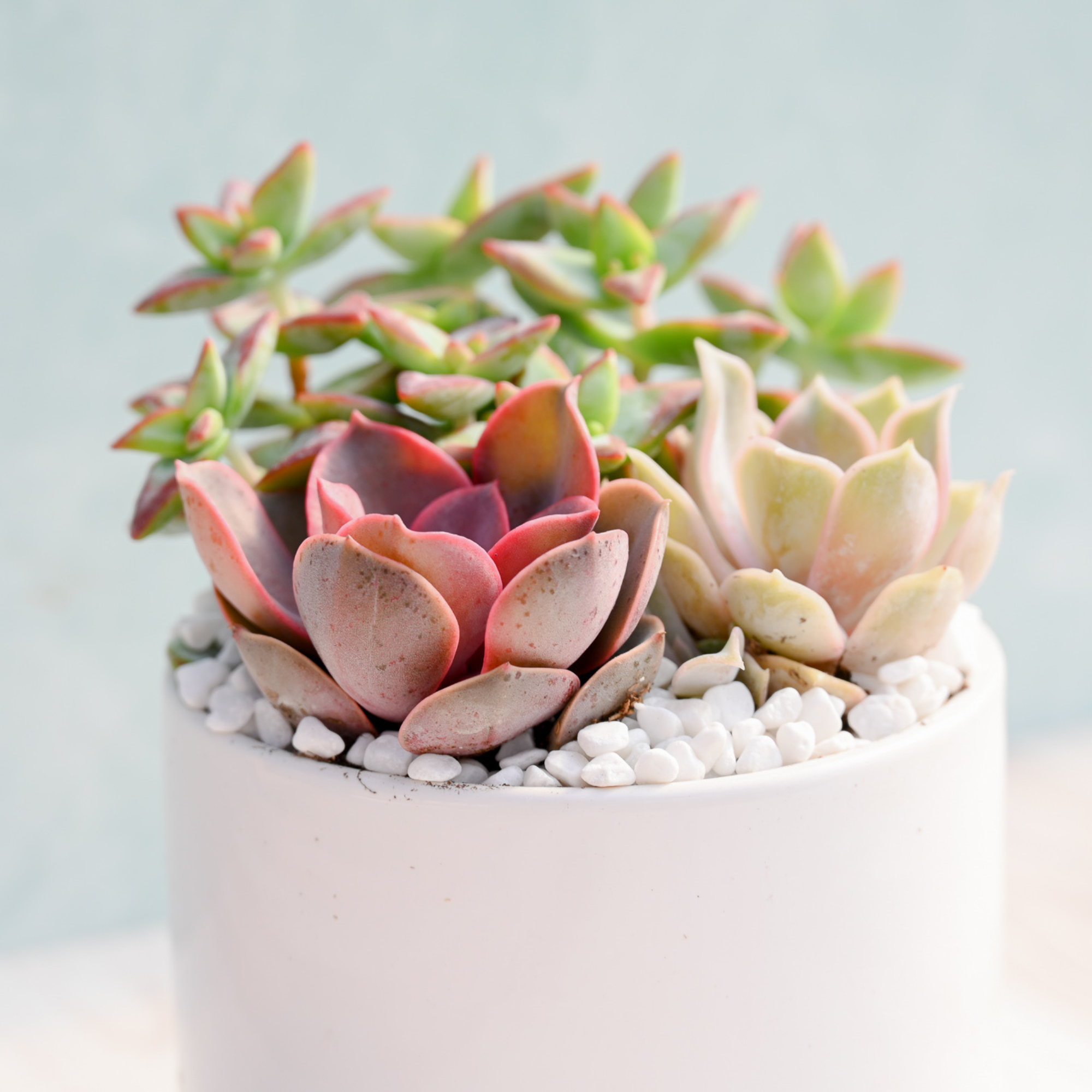 jw succulents Jubilant Succulent Garden Trio – Grow by Gifting